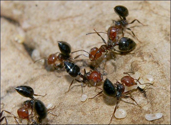 Crematogaster scutellaris 3