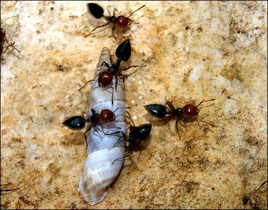 Crematogaster scutellaris 4
