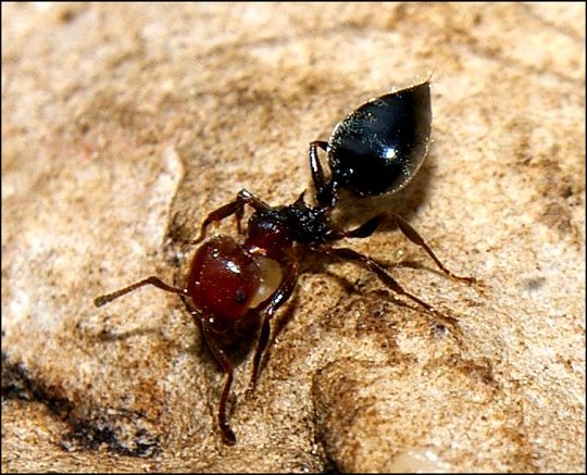 Crematogaster scutellaris 5
