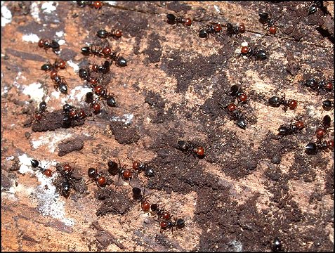 Crematogaster scutellaris 6