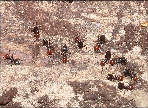 Crematogaster scutellaris 7