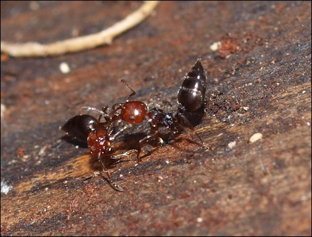 Crematogaster scutellaris 8