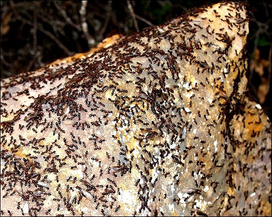 Crematogaster scutellaris 9