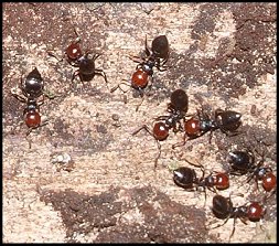 Crematogaster