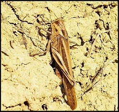 Criquet migrateur