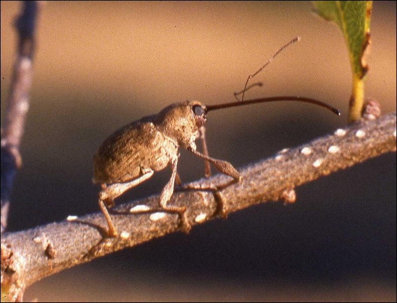 Curculio 1