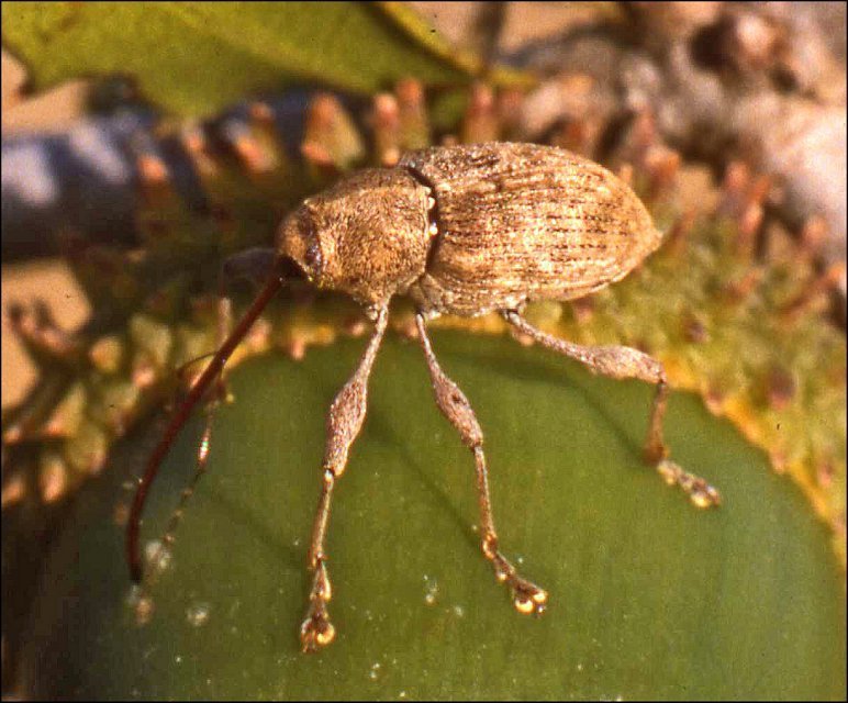Curculio 3