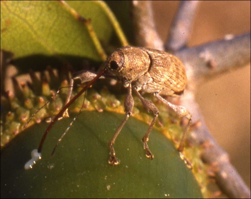 Curculio 4