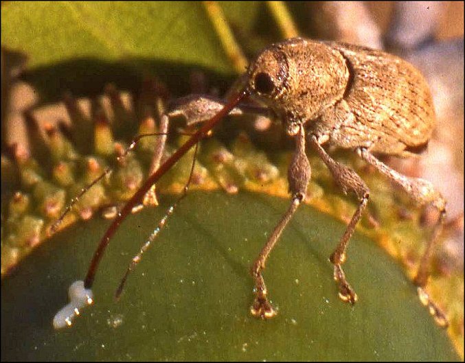 Curculio 5