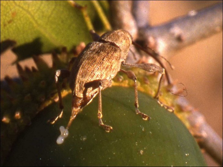 Curculio 6