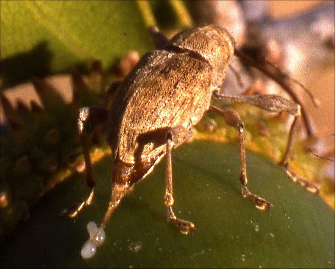 Curculio 7