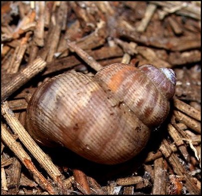 Cyclostome