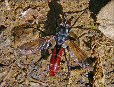 Cylindromyia 1