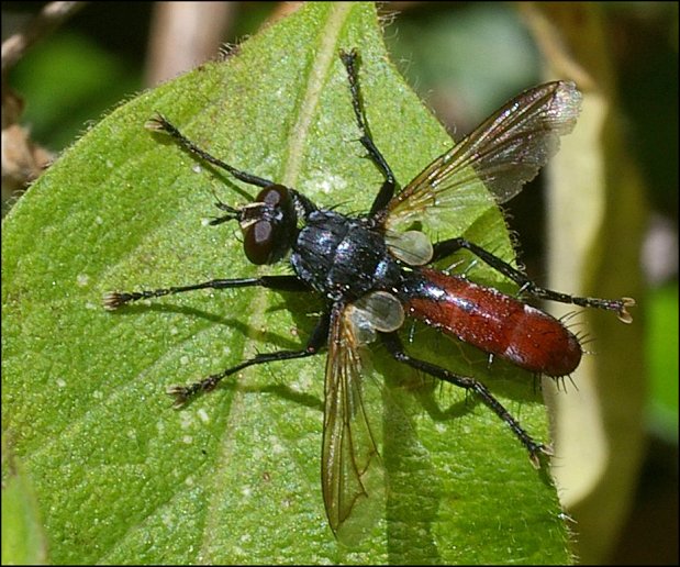 Cylindromyia 2