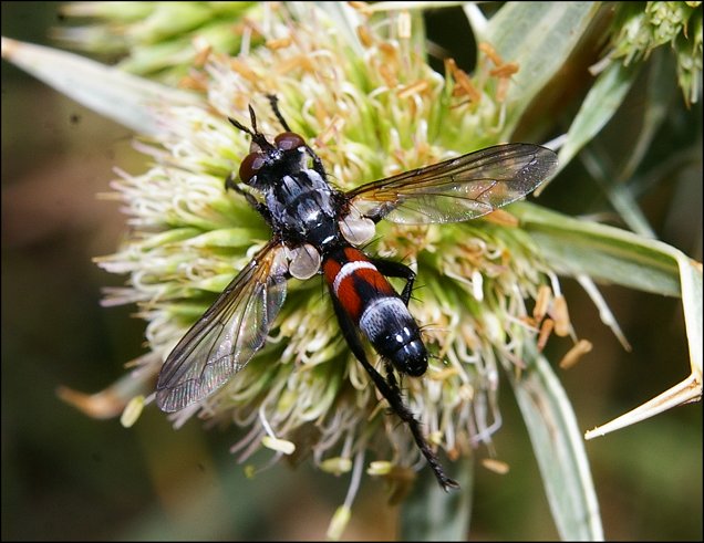 Cylindromyia pilipes