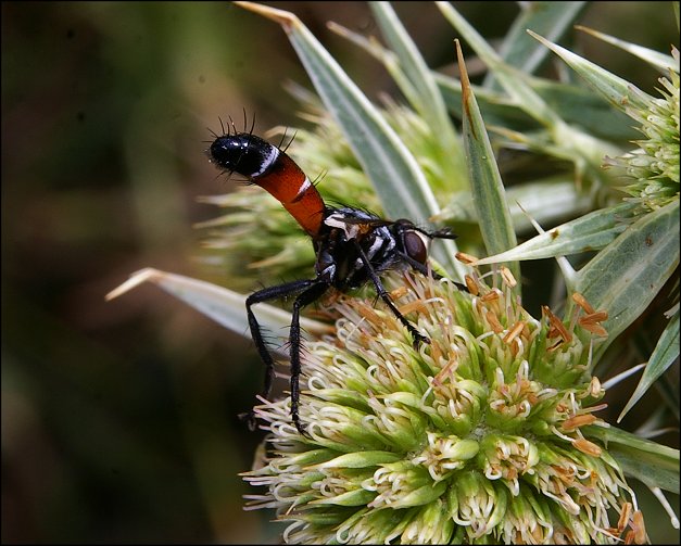 Cylindromyia pilipes 6
