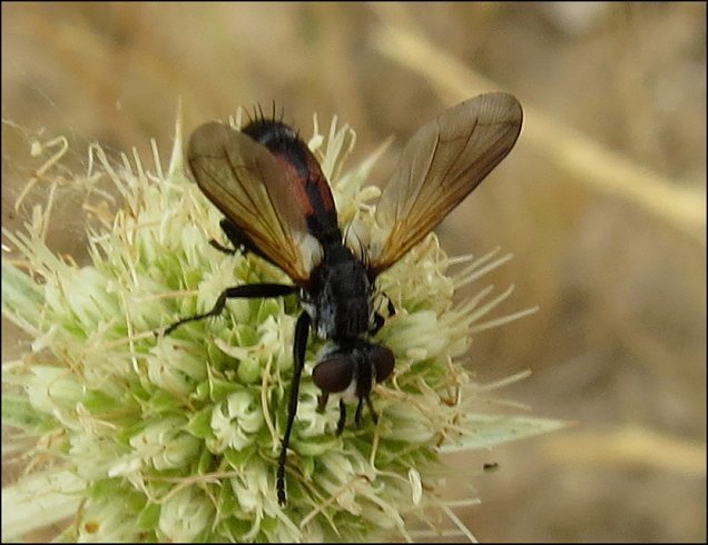 Cylindromyia sp. 1