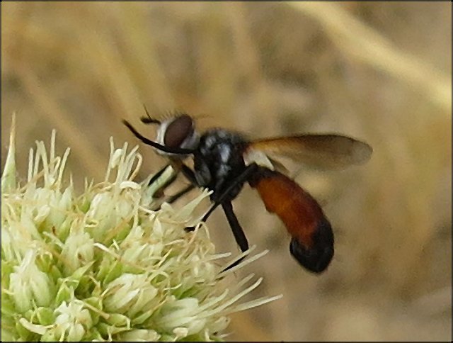 Cylindromyia sp. 2