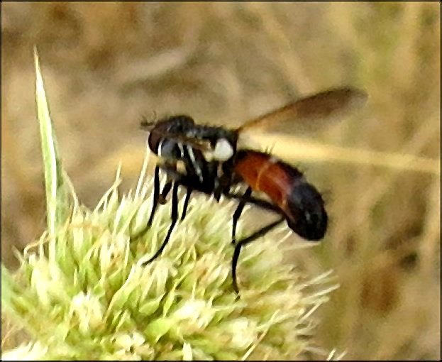 Cylindromyia sp. 3