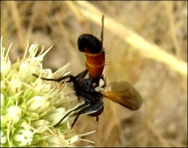 Cylindromyia sp. 4