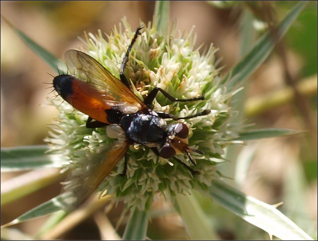 Cylindromyia sp.