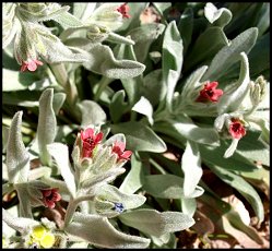 Cynoglosse feuilles Girofle
