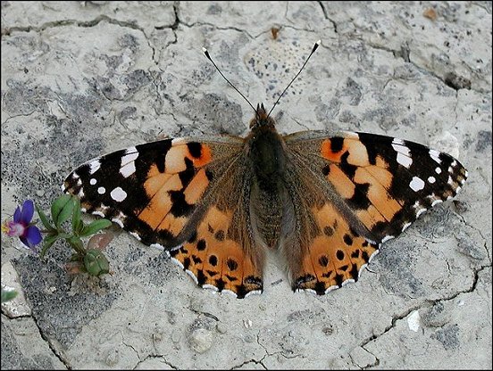 Cynthia cardui 1