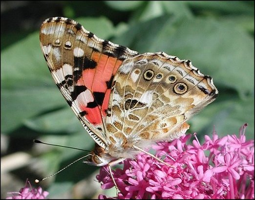 Cynthia cardui 10