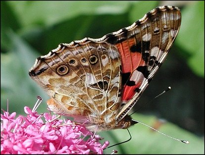 Cynthia cardui 11