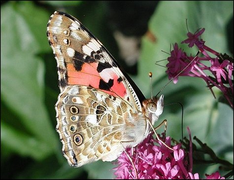 Cynthia cardui 12