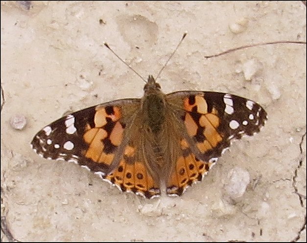 Cynthia cardui 13