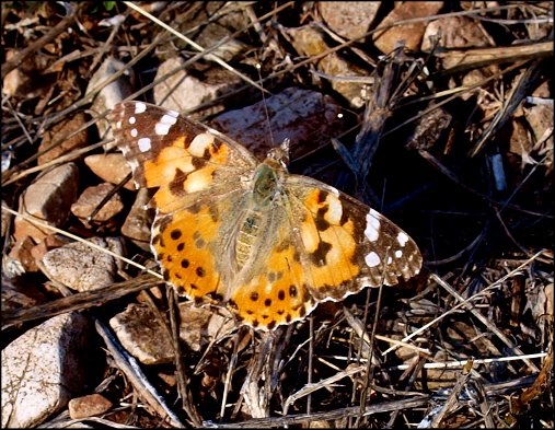 Cynthia cardui 14
