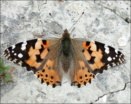 Cynthia cardui 2