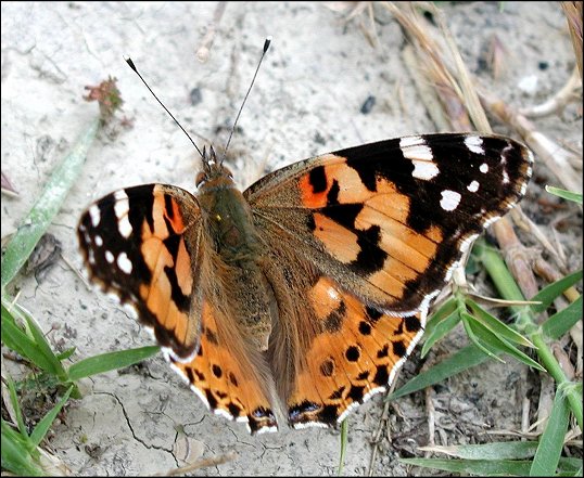 Cynthia cardui 3