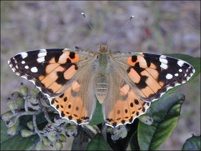 Cynthia cardui 5