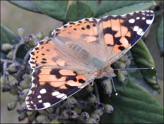 Cynthia cardui 6