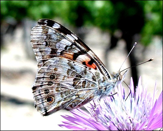 Cynthia cardui 7