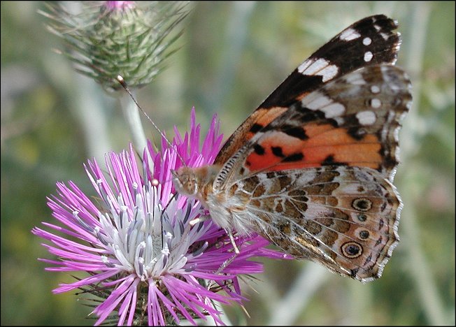 Cynthia cardui 8