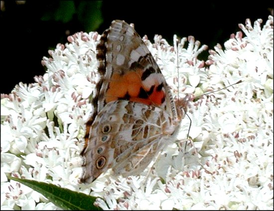 Cynthia cardui 9