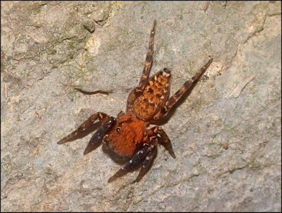 Cyrba 2