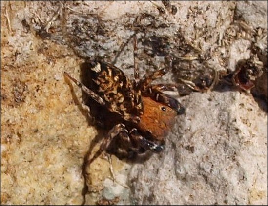 Cyrba 3
