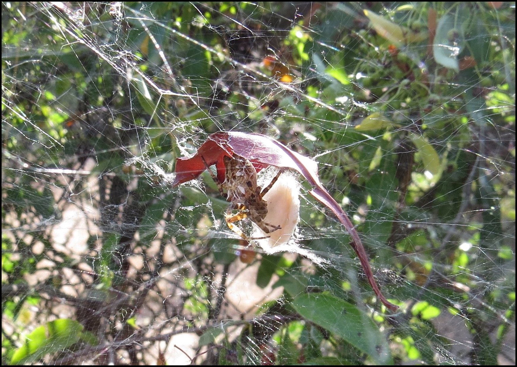 Cyrtophora2