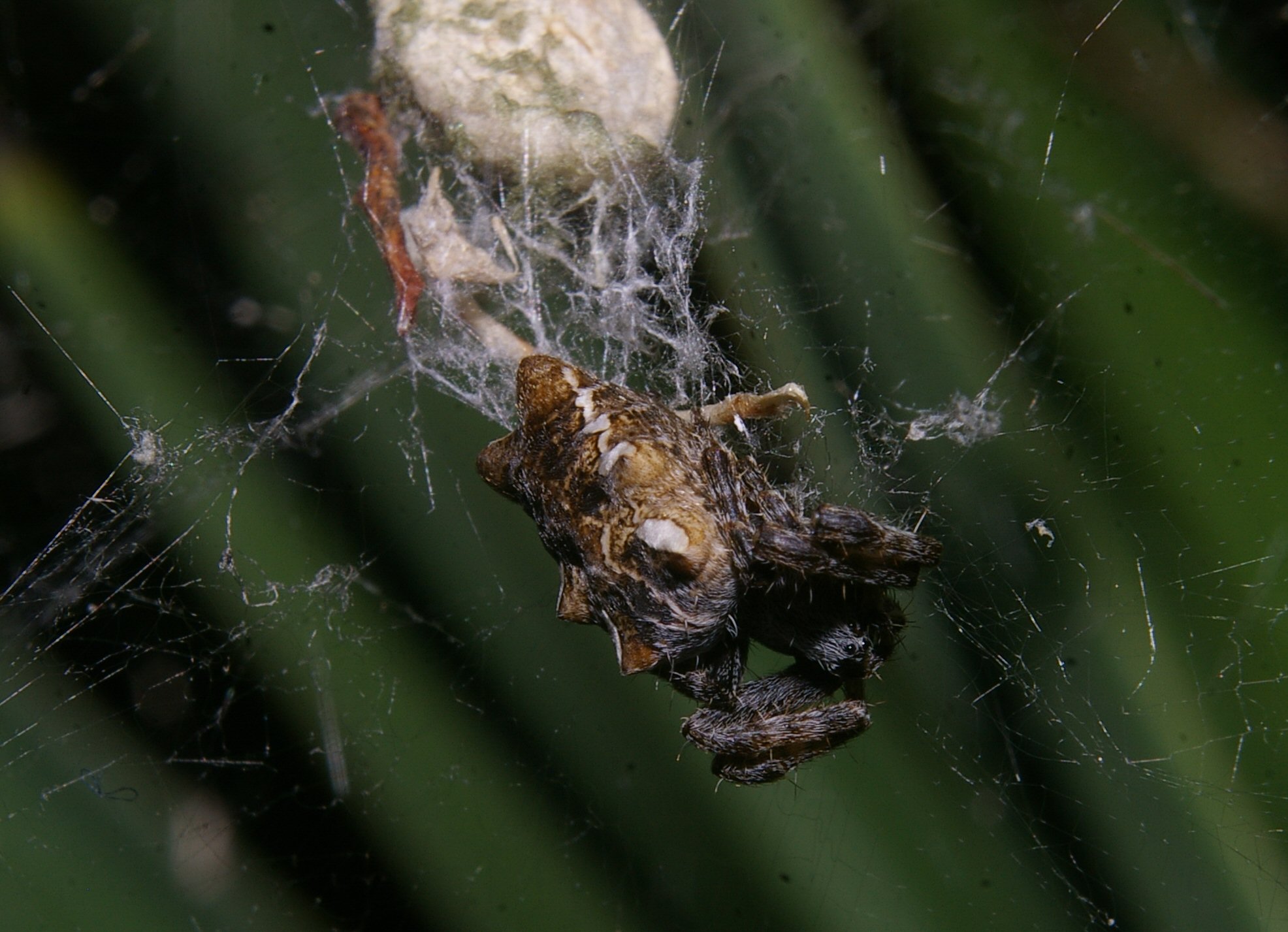 Dtail de la nappe : Vue latrale gauche