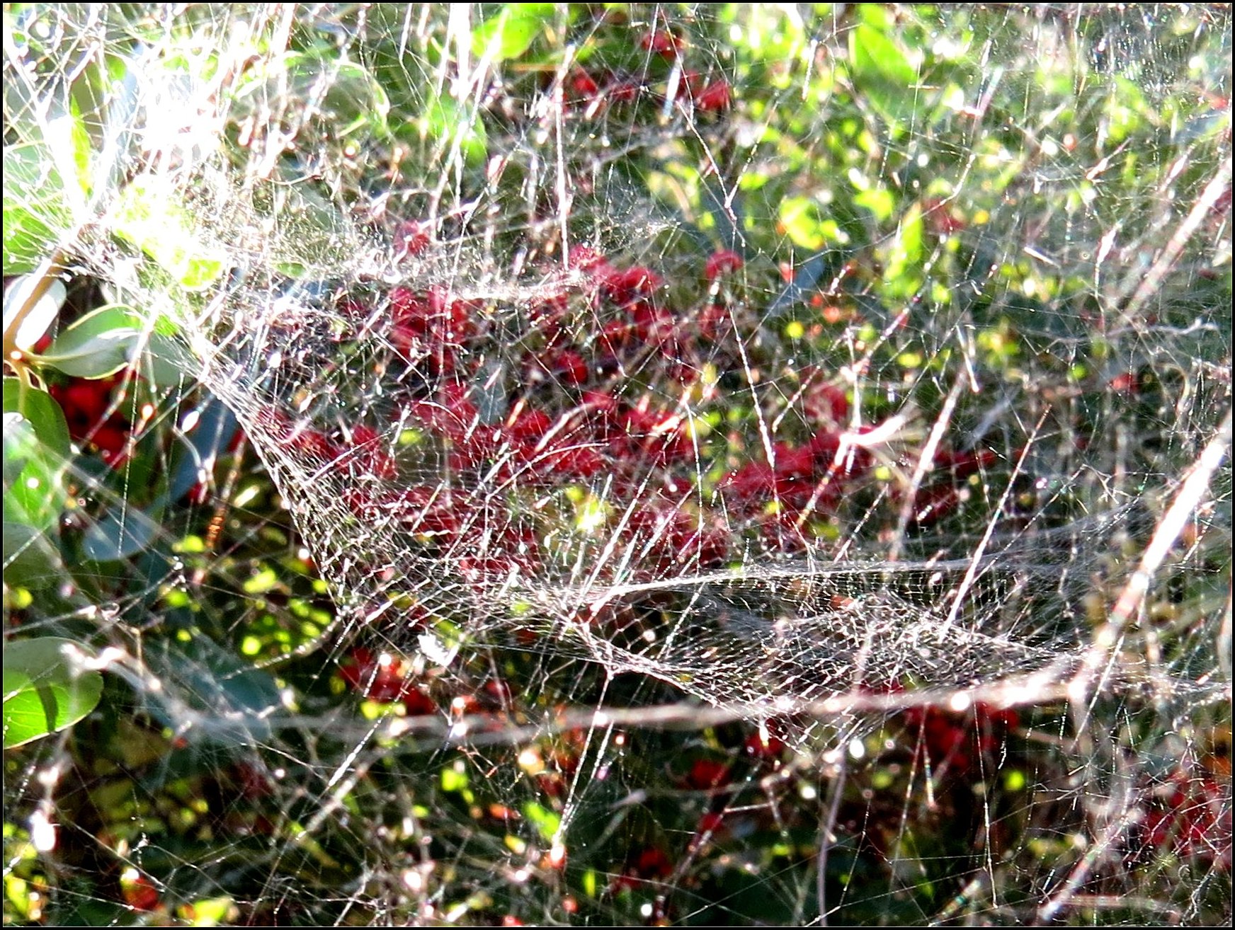 Cyrtophora citricola mailles