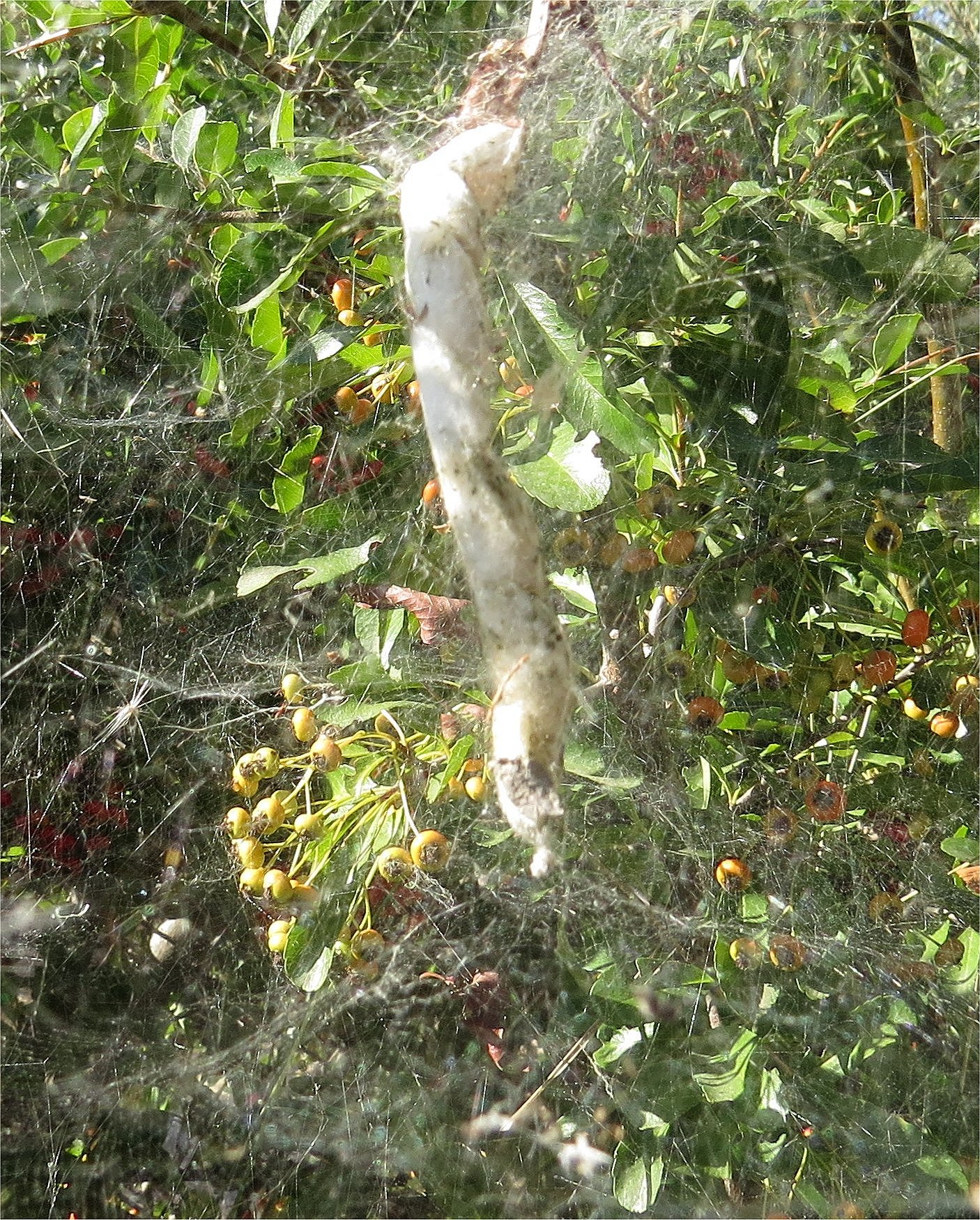 Cyrtophora cocons