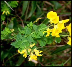Cytise feuilles sessiles