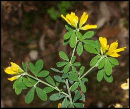 Cytise villeux