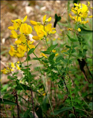 Cytisophyllum sessilifolium 1