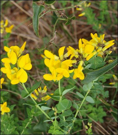 Cytisophyllum sessilifolium 2