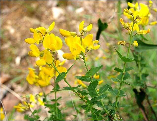Cytisophyllum sessilifolium 3